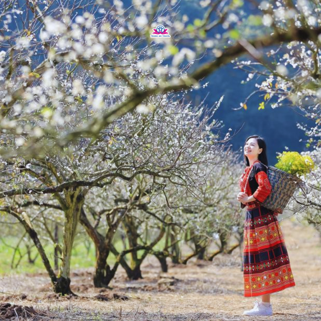 Tour Mộc Châu - Thác Dải Yếm - Cầu kính Bạch Long - Lịch khởi hành năm 2026 (Thứ 6 hàng tuần)