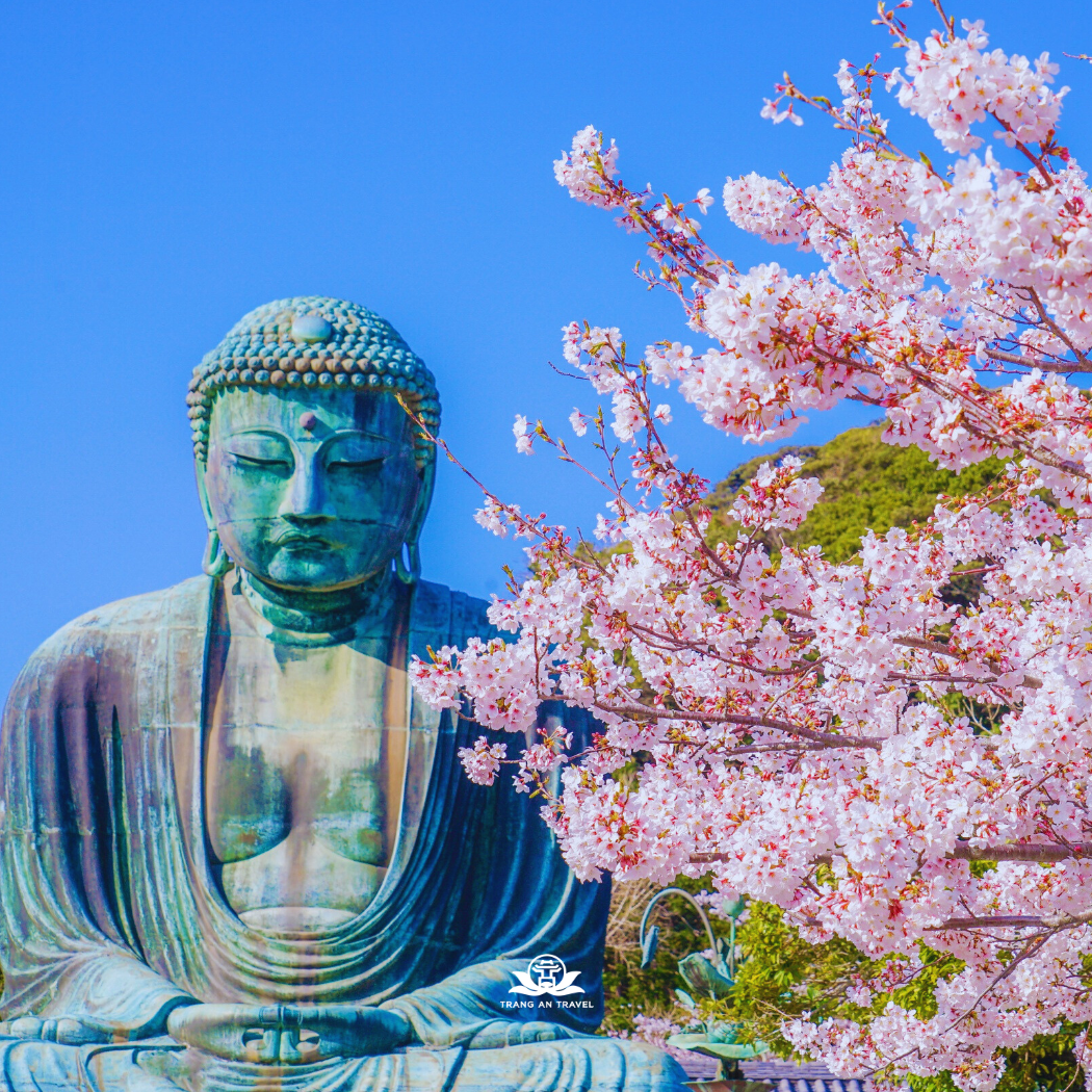 Tour Nhật Bản mùa hoa anh đào 2026: TOKYO – PHÚ SỸ - NAGOYA - KYOTO - OSAKA 