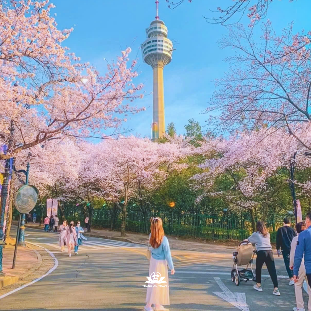 Tour Hàn Quốc năm 2026: SEOUL – NAMI – EVERLAND – YEOUIDO - Chiêm ngưỡng sắc hoa xuân Hàn Quốc