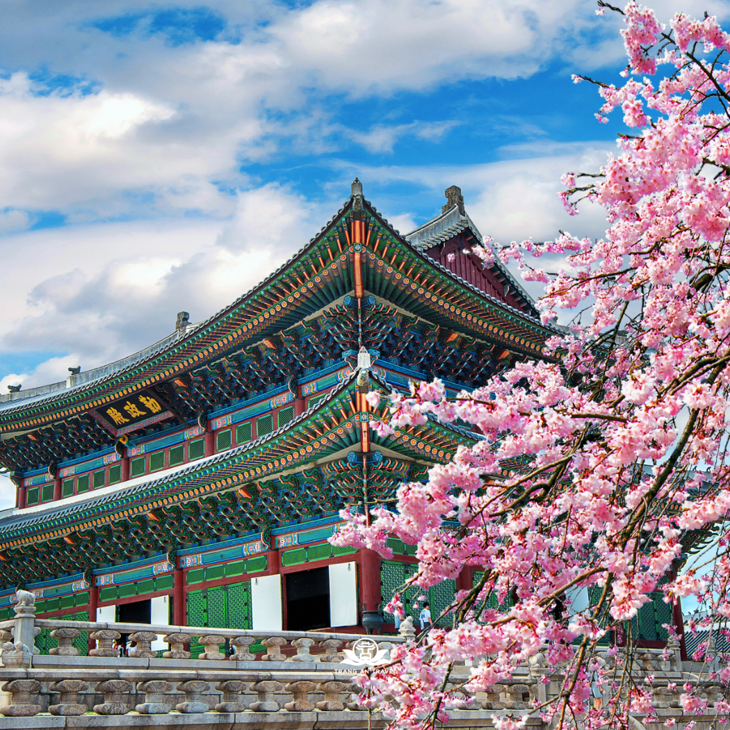 Tour HÀN QUỐC mùa hoa anh đào năm 2026: SEOUL - BUSAN - Khám phá JINHAE - DU THUYỀN 5*-  TÀU VEN BIỂN –SEOUL – SAUNA – NAMI – HÁI DÂU – CÔNG VIÊN YEOUIDO