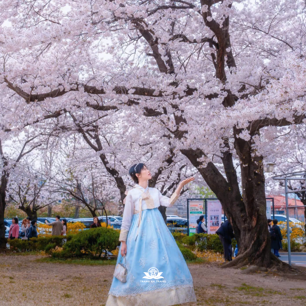 Tour Hàn Quốc mùa hoa anh đào 2026: SEOUL – NAMI – EVERLAND – YEOUIDO - Bay hàng không Vietnam Airlines