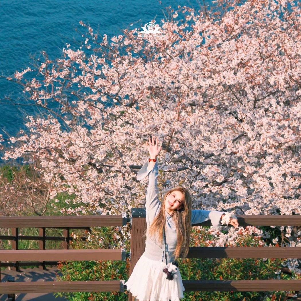 Tour Seoul - Busan mùa hoa anh đào Hàn Quốc năm 2026 - Vietnam Airlines