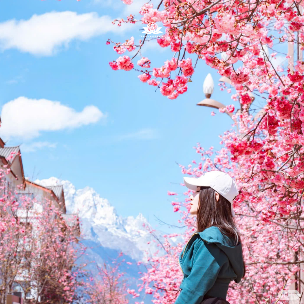 Tour Lệ Giang - Shangrila - Đại Lý - Côn Minh mùa hoa anh đào - No Shopping khởi hành tháng 3/2026