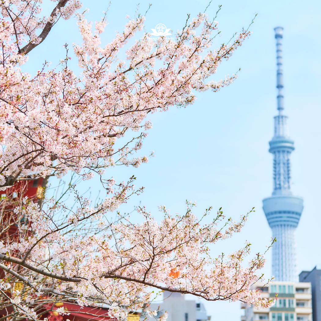 Tour Nhật Bản mùa hoa anh đào năm 2026: OSAKA –  KYOTO - - LÀNG CỔ SHIRAKAWA - MATSUMOTO – NÚI PHÚ SĨ – TOKYO
