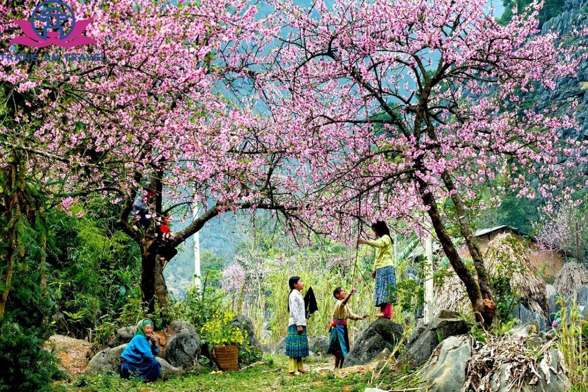 Đâu là thời điểm tốt nhất để săn hoa ở Mộc Châu?