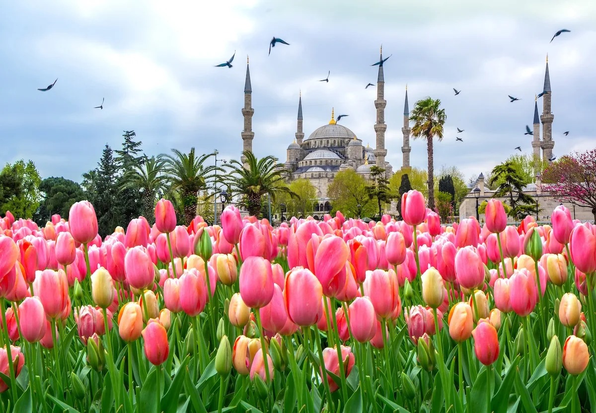 Tour Thổ Nhĩ Kỳ mùa hoa tulip - Bay Turkish Airlines (Lịch khởi hành tháng 4/2026)