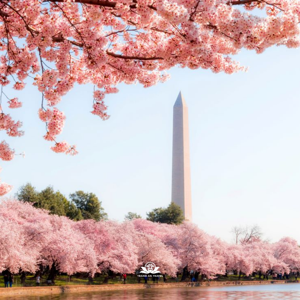 TOUR DU LỊCH MỸ MÙA HOA ANH ĐÀO 2026: NEW YORK – PHILADELPHIA - WASHINGTON D.C LAS VEGAS  –  SAN DIEGO – LOS ANGELES – MEXICO - SANTA MONICA
