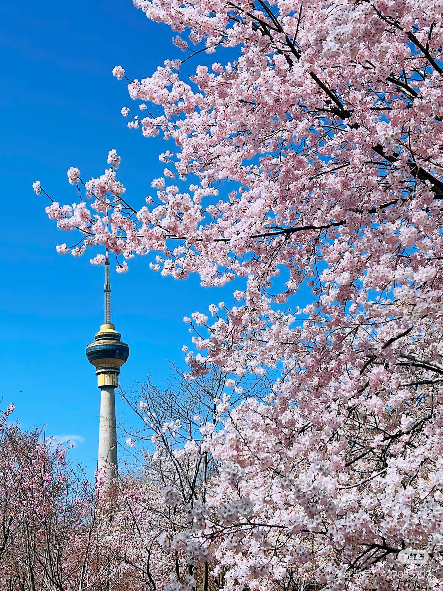 Tour Thanh Đảo - Bắc Kinh - Thượng Hải - Ô Trấn - Khởi hành mùa xuân năm 2026