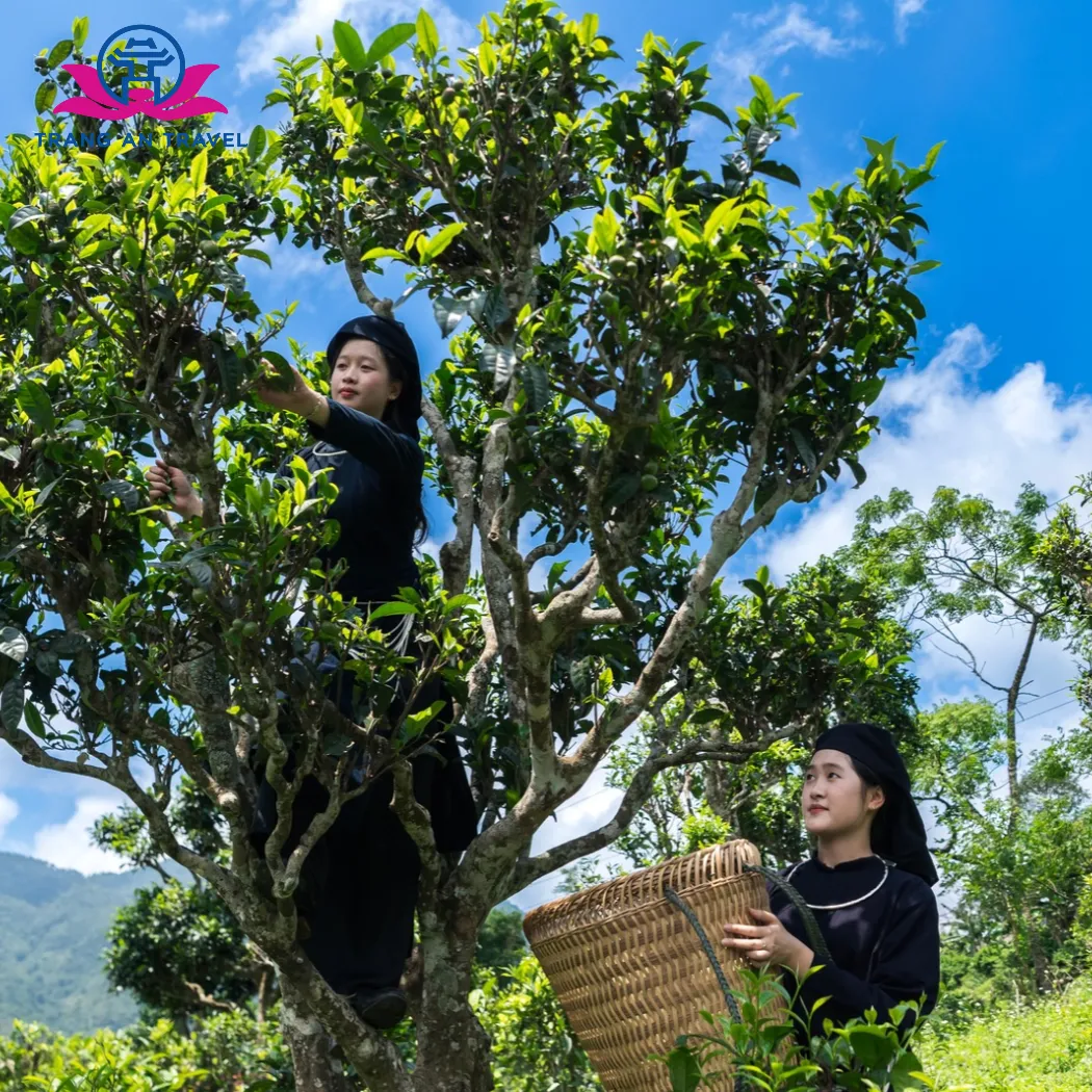 HÀ NỘI – THÁI NGUYÊN – ĐỒNG PHÚC – ĐỘNG HUA MẠ – HỒ BA BỂ – FESTIVAL TRÀ