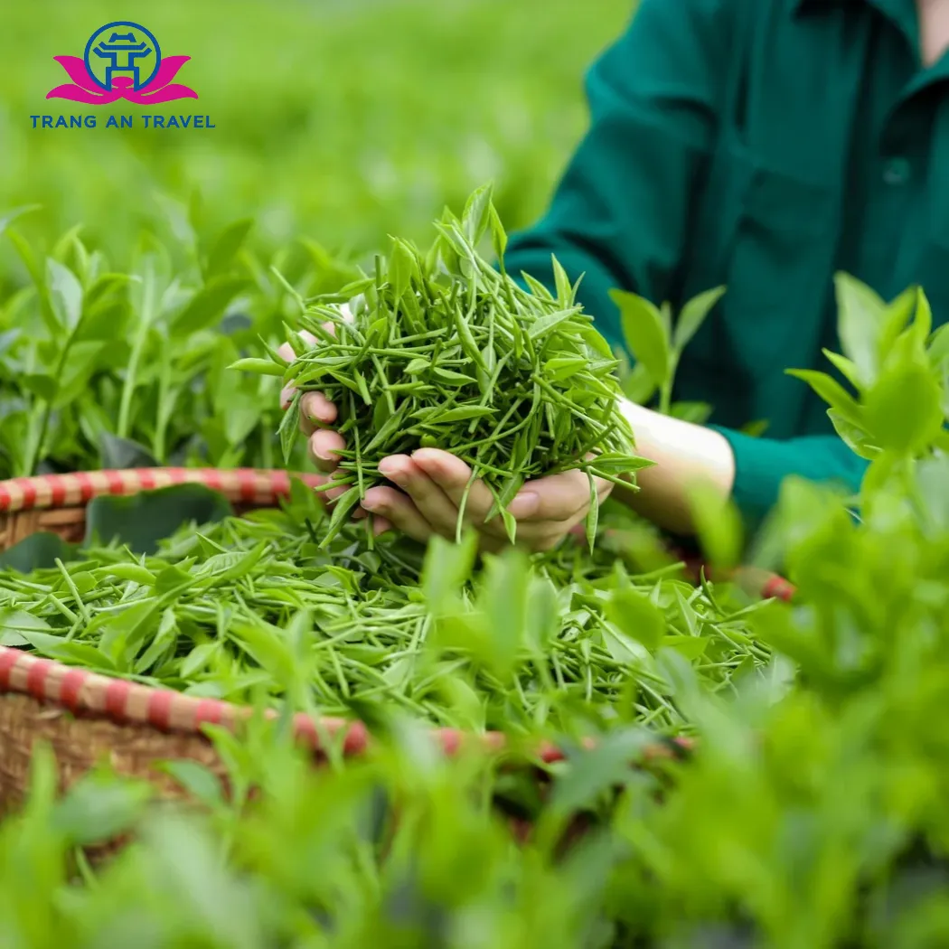 HÀ NỘI – DI TÍCH 915 – THÁI HẢI – TÂN CƯƠNG – LA BẰNG – HỒ NÚI CỐC