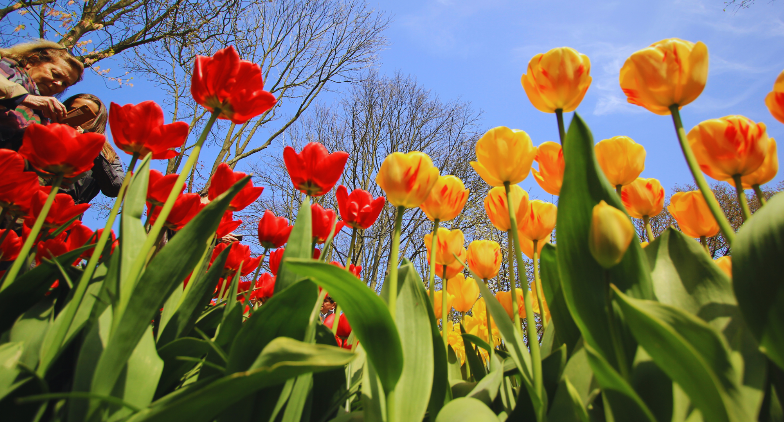 Lễ hội hoa Keukenhof 2026 có gì mới hấp dẫn với du khách?