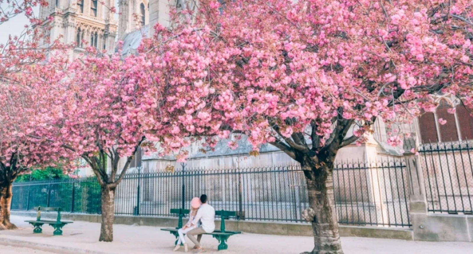 7 thành phố châu Âu ngắm hoa anh đào tuyệt đẹp