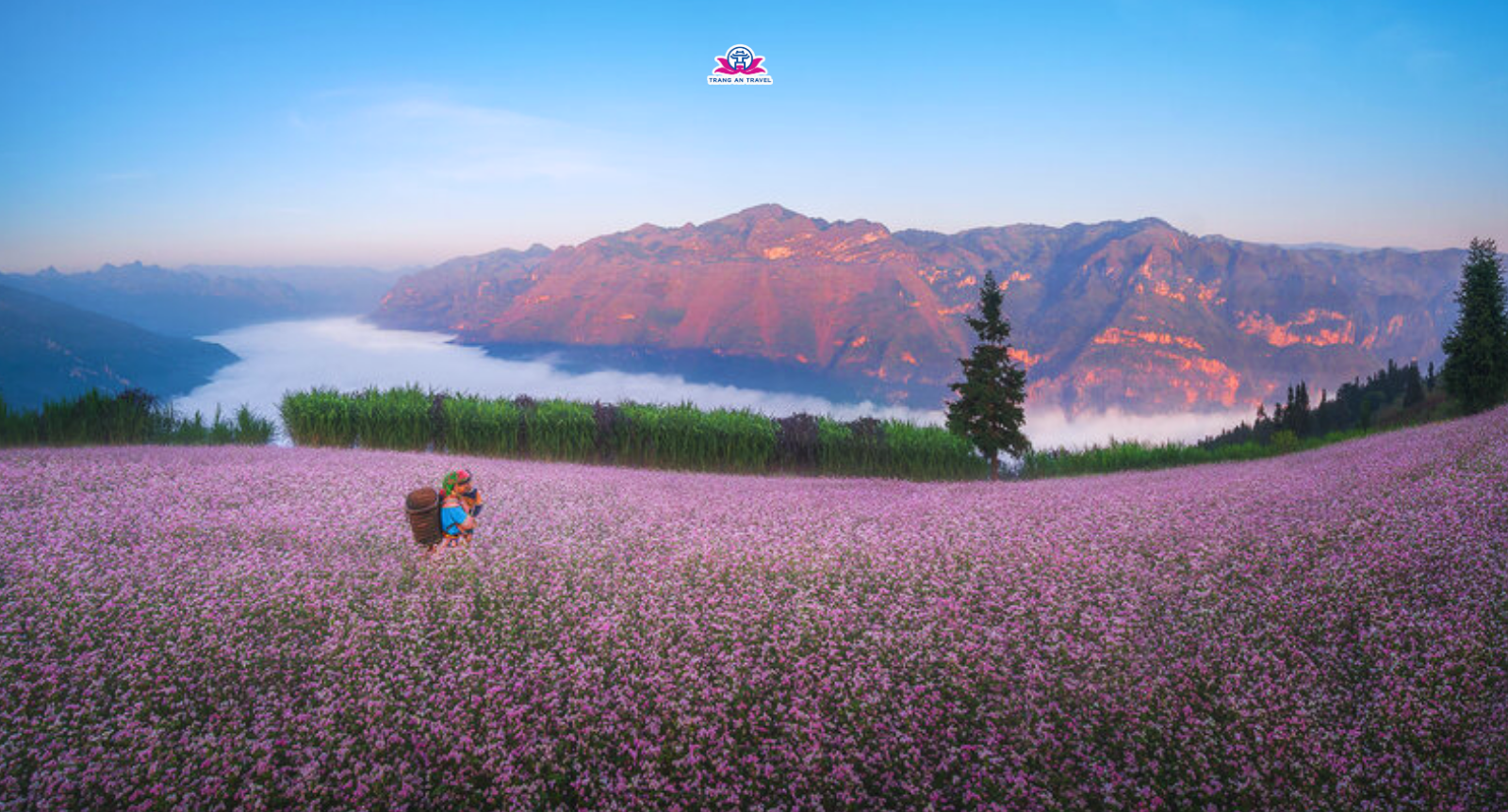 Kinh nghiệm du lịch Hà Giang mùa hoa tam giác mạch 2025 mới nhất