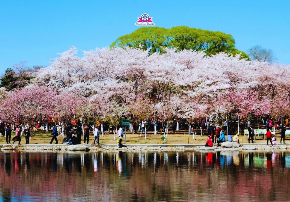 Công viên Ngọc Uyên Đàm – Điểm đến hấp dẫn không thể bỏ qua khi ngắm hoa anh đào ở Bắc Kinh