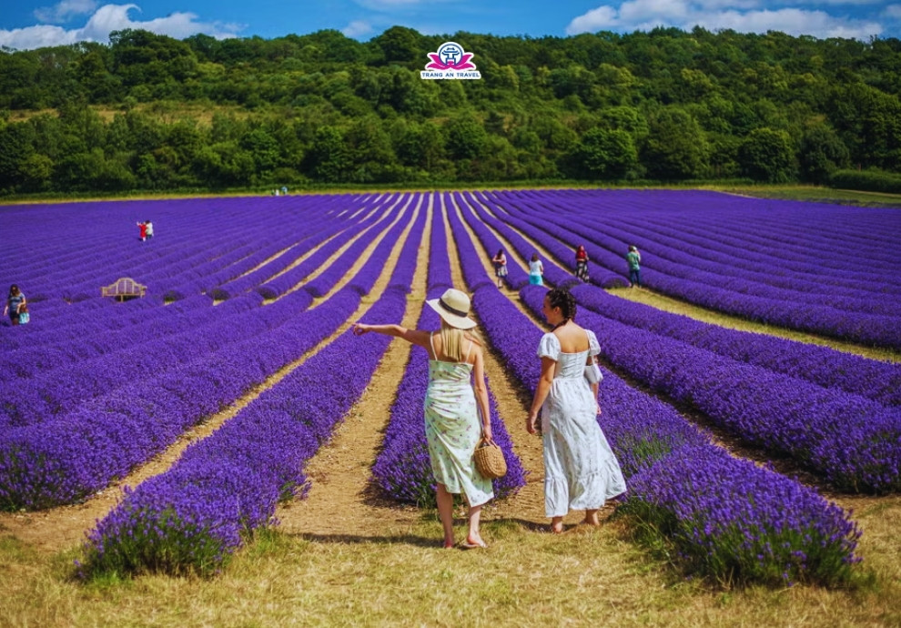 Kinh nghiệm du lịch Anh ngắm mùa hoa lavender hè 2026