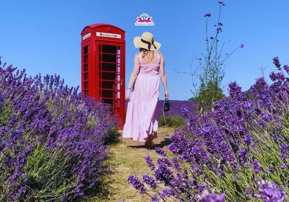 tour du lịch Anh mùa hoa lavender