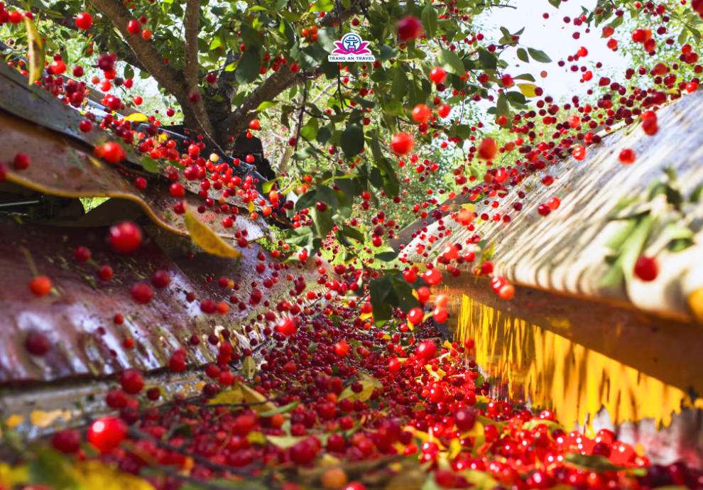 hái cherry ở Thổ Nhĩ Kỳ