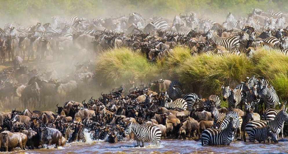 Khám phá tour Tanzania – Kenya mùa thú di cư 2026