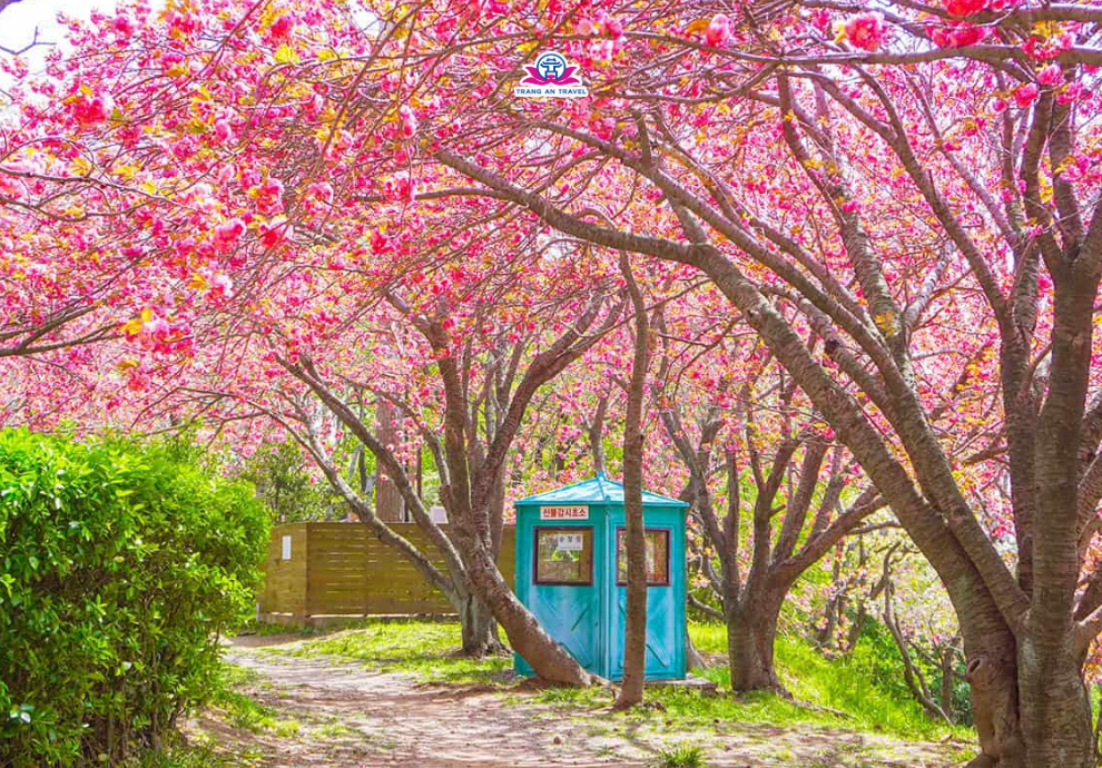 4 điểm ngắm hoa anh đào kép tuyệt đẹp ở Busan