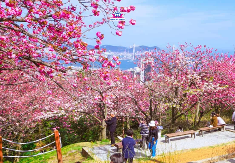hoa anh đào Busan
