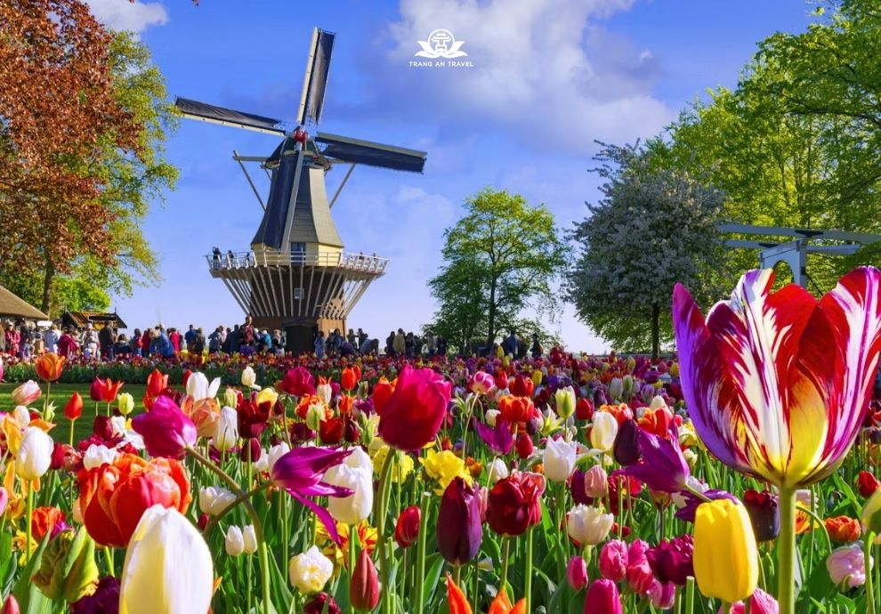 lễ hội hoa Hà Lan