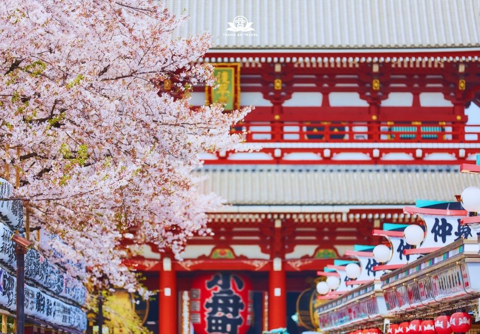 Đi Nhật Bản hoa anh đào năm 2026 cần phải biết những điều này