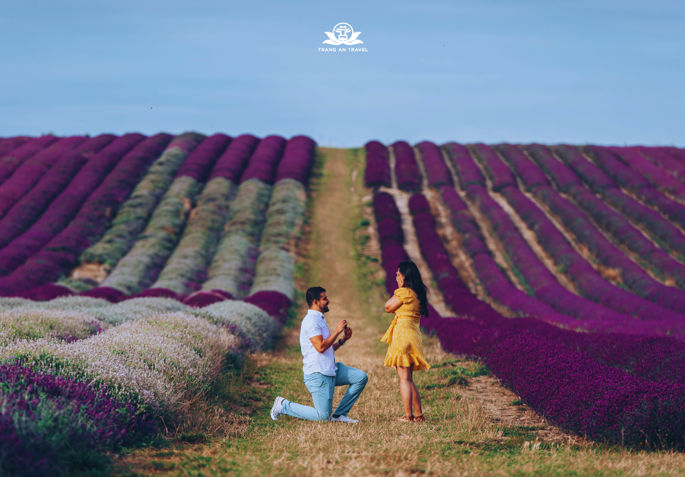 lễ hội hoa oải hương nước Anh