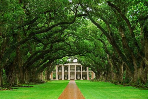 Đường sồi Oak Alley Planatation dọc bờ sông Mississippi