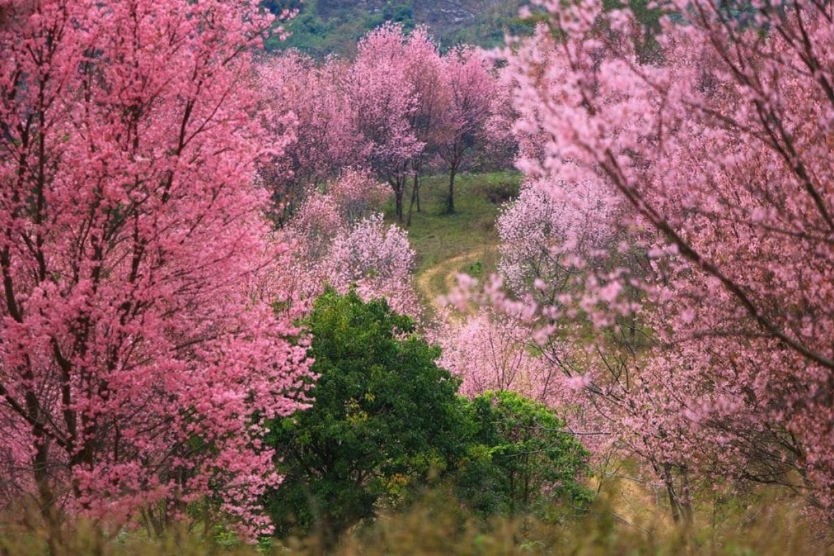 đi chiangmai để ngắm hoa anh đào