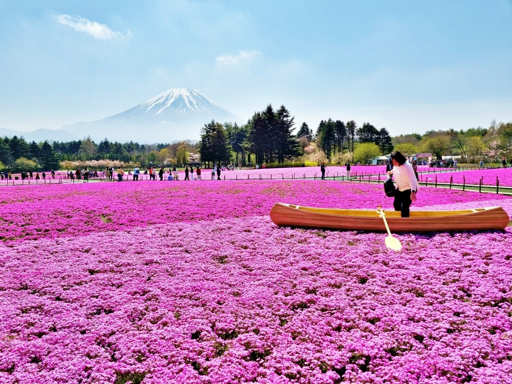 hoa chi anh Nhật Bản