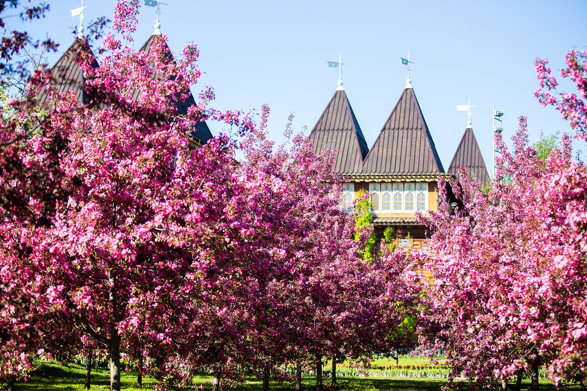 Kinh nghiệm du lịch nước Nga ngắm mùa hoa táo quyến rũ