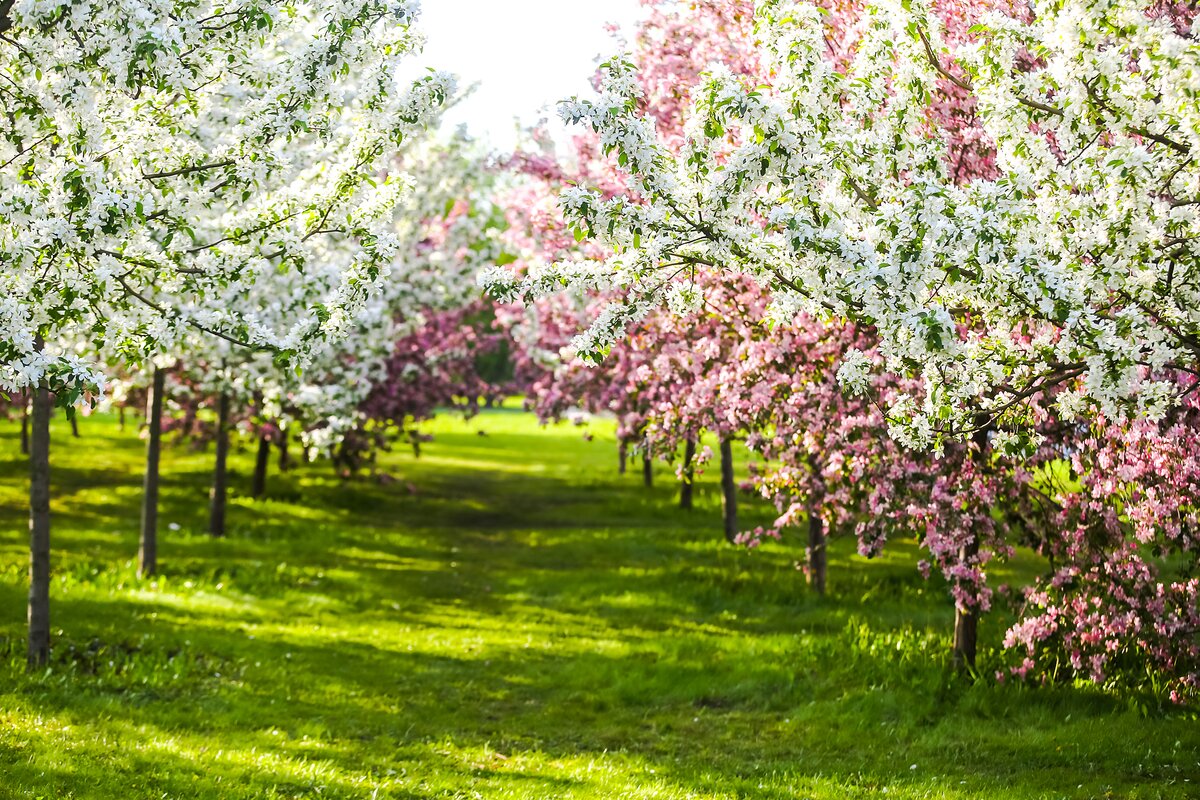 tour Nga mùa hoa táo