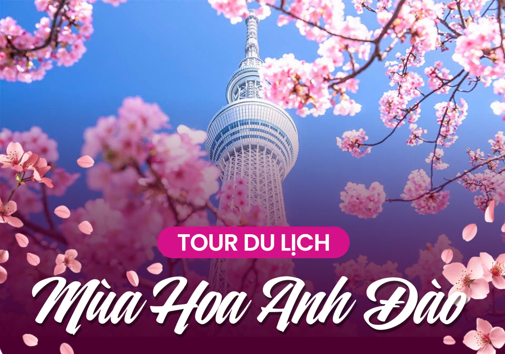 Tour mùa hoa anh đào