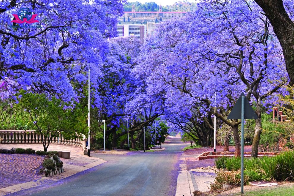 Hoa Phượng Tím Ở Pretoria - Vì Sao Thành Phố Này Nổi Tiếng Với Jacaranda?
