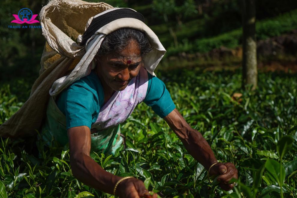 Sri Lanka có phải “thiên đường của trà Ceylon”? Khám phá những đồi chè xanh bất tận