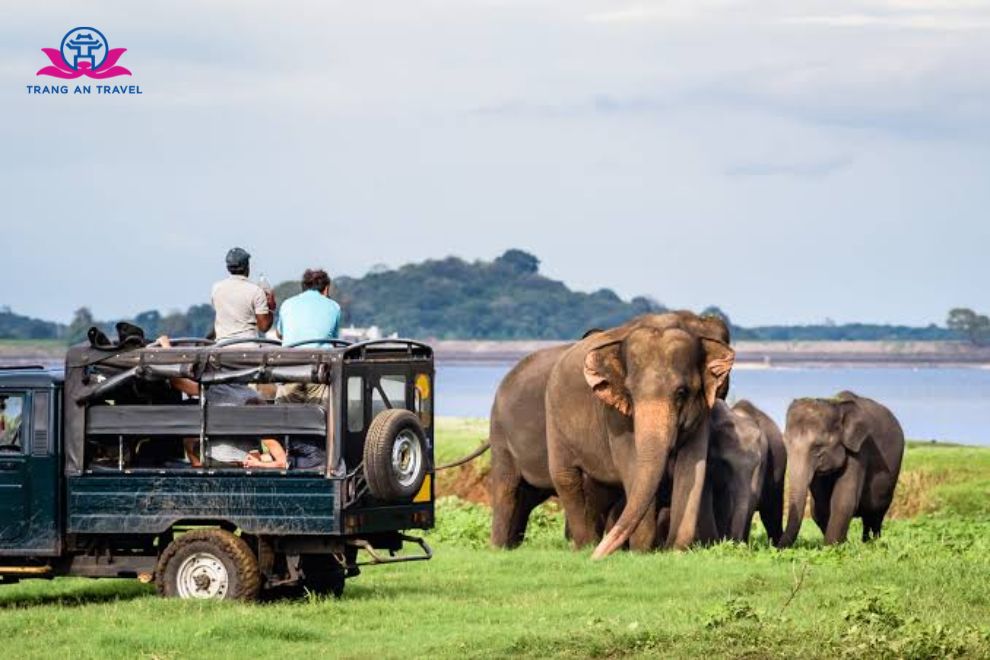 Safari Sri Lanka có gì thú vị? Khám phá thế giới hoang dã giữa đảo quốc Ấn Độ Dương
