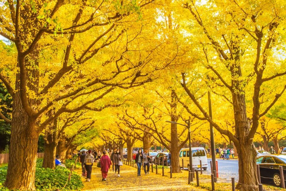 Mùa Thu Tokyo Có Gì Đẹp? Kinh Nghiệm Du Lịch Tokyo Mùa Lá Đỏ
