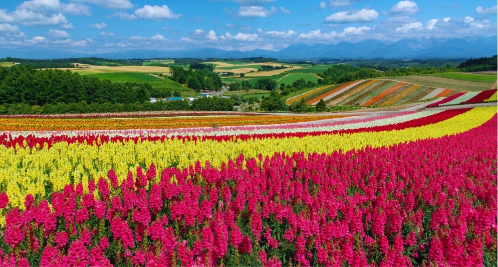 Furano