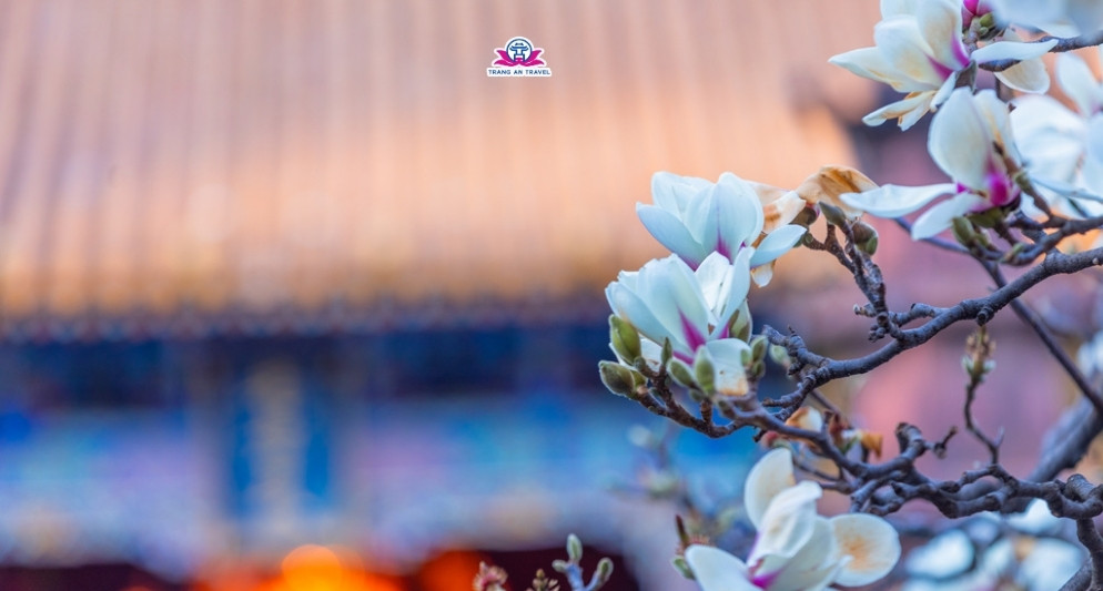 Ngắm hoa mộc lan ở Vân Nam, hành trình độc đáo cùng mùa xuân