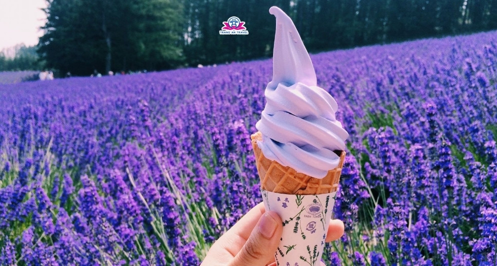Top địa điểm ngắm hoa oải hương tại Hokkaido – Mùa hè tím lịm giữa thiên nhiên Nhật Bản