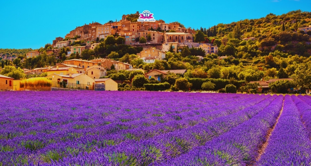 hoa oải hương Provence, Pháp