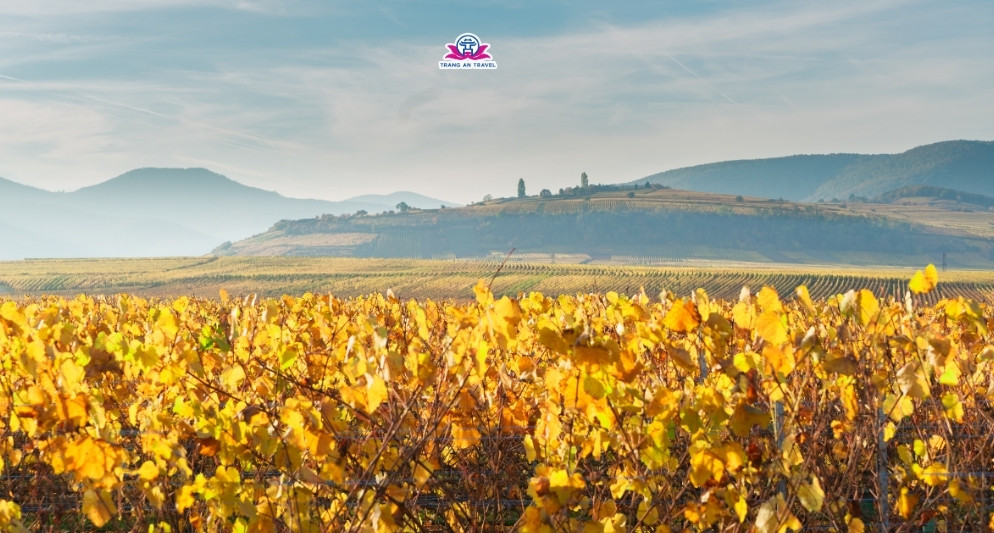 Khám phá vùng đất rượu vang Alsace – Viên ngọc mùa thu nước Pháp trong tour châu Âu 2025