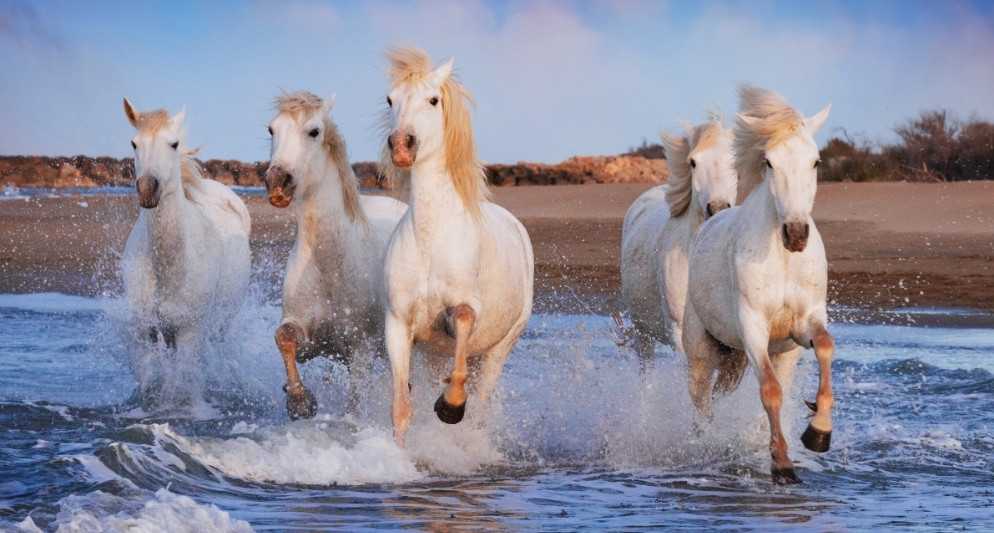 Camargue