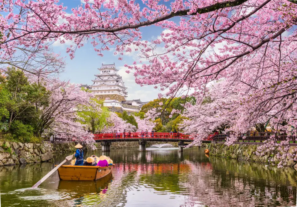 Lễ Hội Hoa Anh Đào Nhật Bản Diễn Ra Khi Nào? Thời Điểm Đẹp Nhất Để Ngắm Sakura