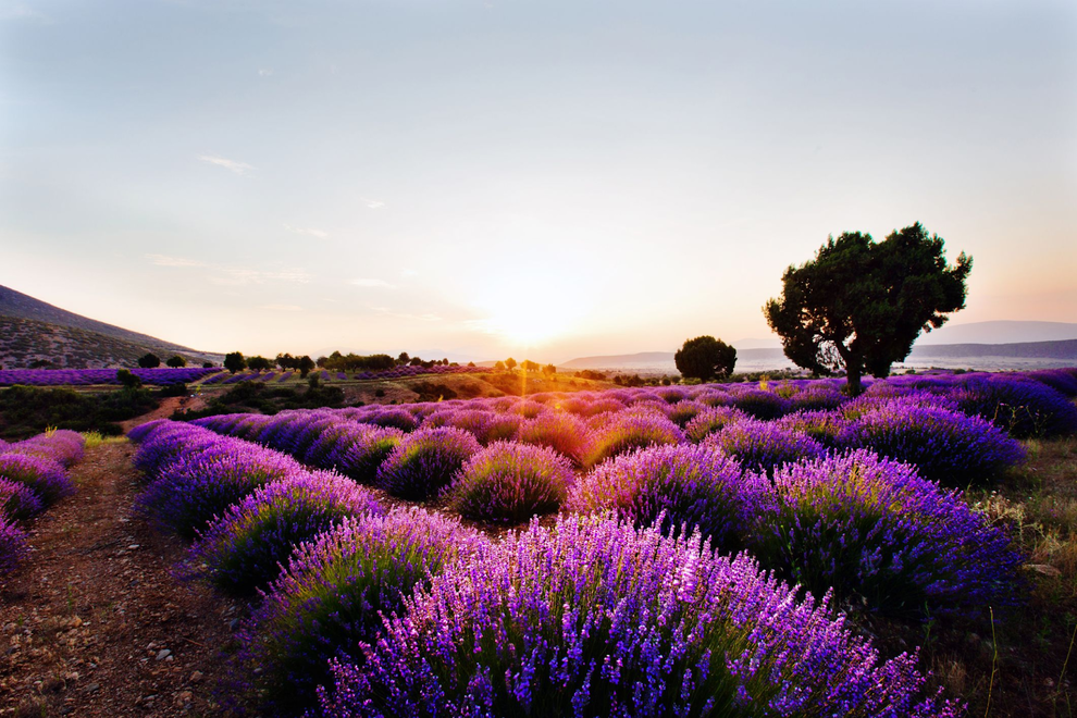 Làng Hoa Lavender Kuyucak - Provence Của Thổ Nhĩ Kỳ Có Gì Hấp Dẫn?
