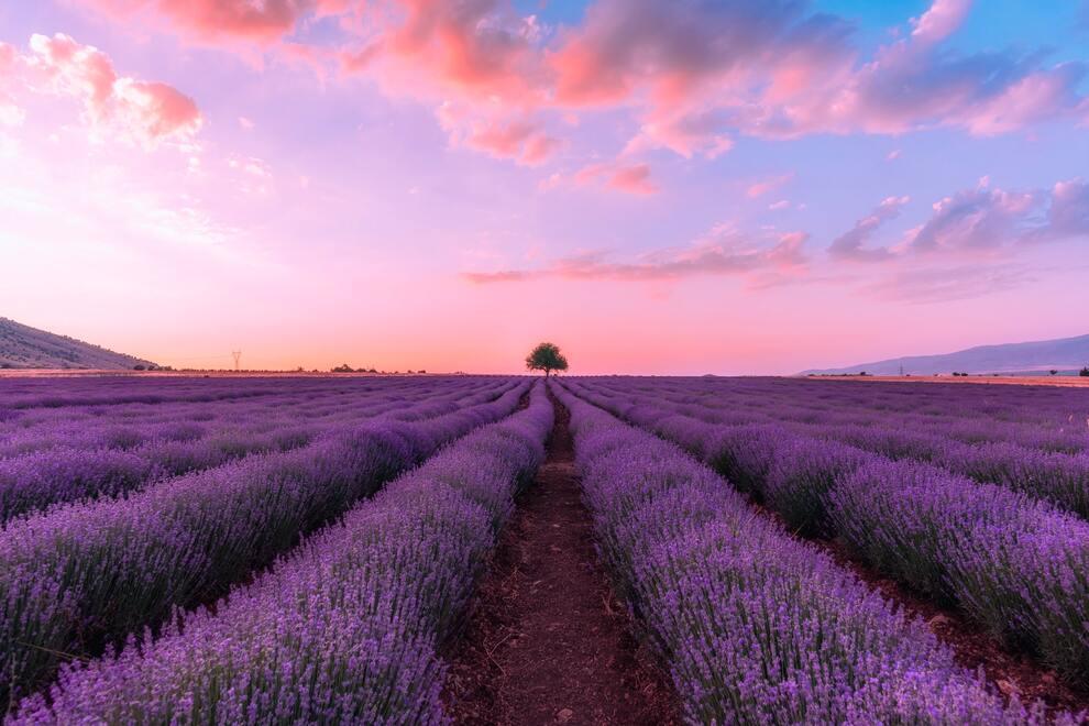 Mùa Hoa Lavender Thổ Nhĩ Kỳ 2026: Thời Điểm Đẹp Nhất Để Săn Cánh Đồng Tím
