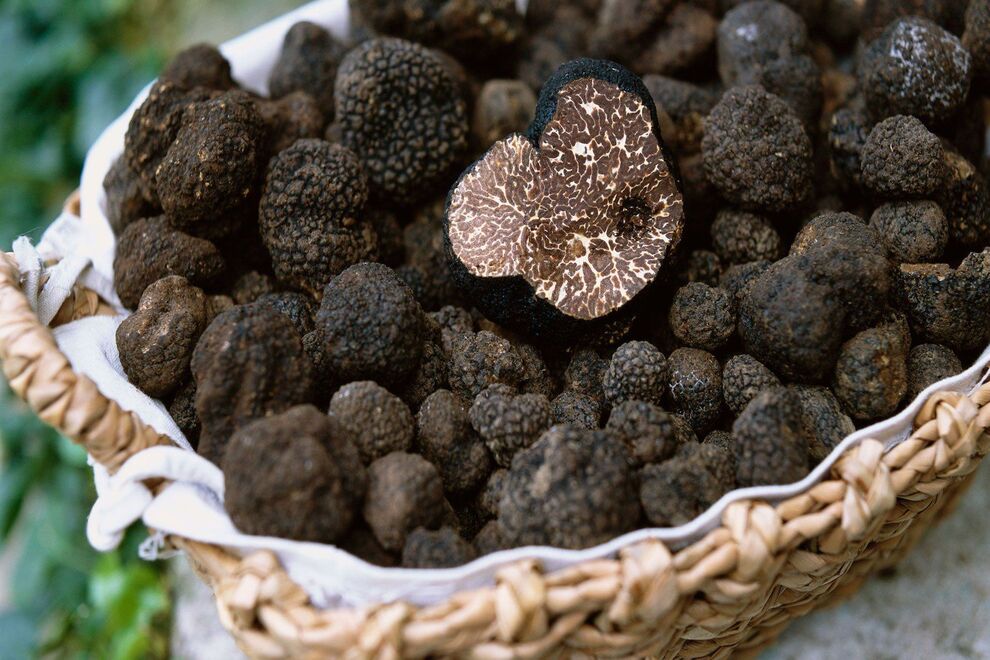 Nấm Truffle Mùa Thu Châu Âu - “Kim Cương Đen” Chỉ Xuất Hiện Vào Thời Điểm Đẹp Nhất Trong Năm
