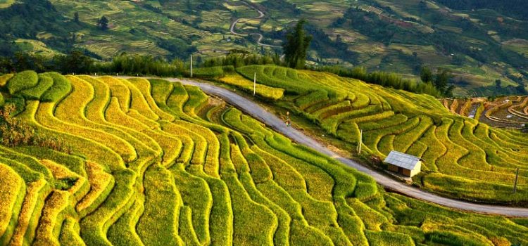 QUYẾN RŨ MIỀN CAO Y TÝ, LÀO CAI