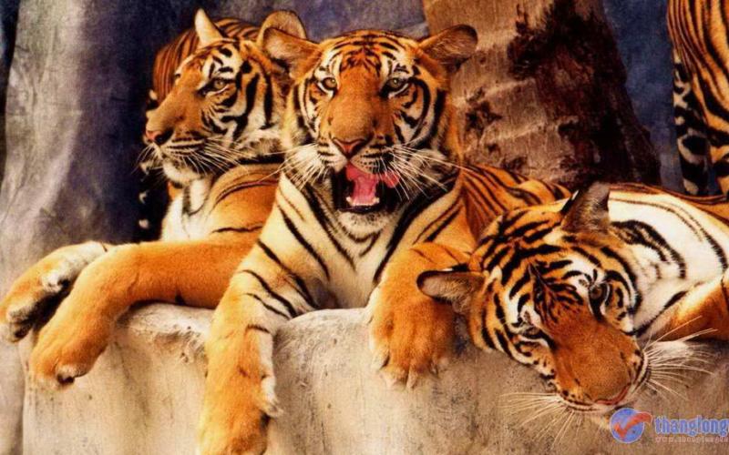 công viên srisacha -tiger zoo