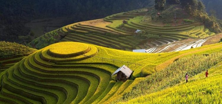 Tour du lịch Yên Bái: Mù Cang Chải - Đèo Khau Phạ - Tú Lệ - Trạm Tấu 3n2đ, khởi hành thứ 6 hàng tuần